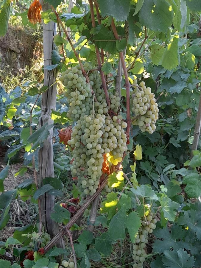 I Tre Grappoli Villa Corniglia Bagian luar foto