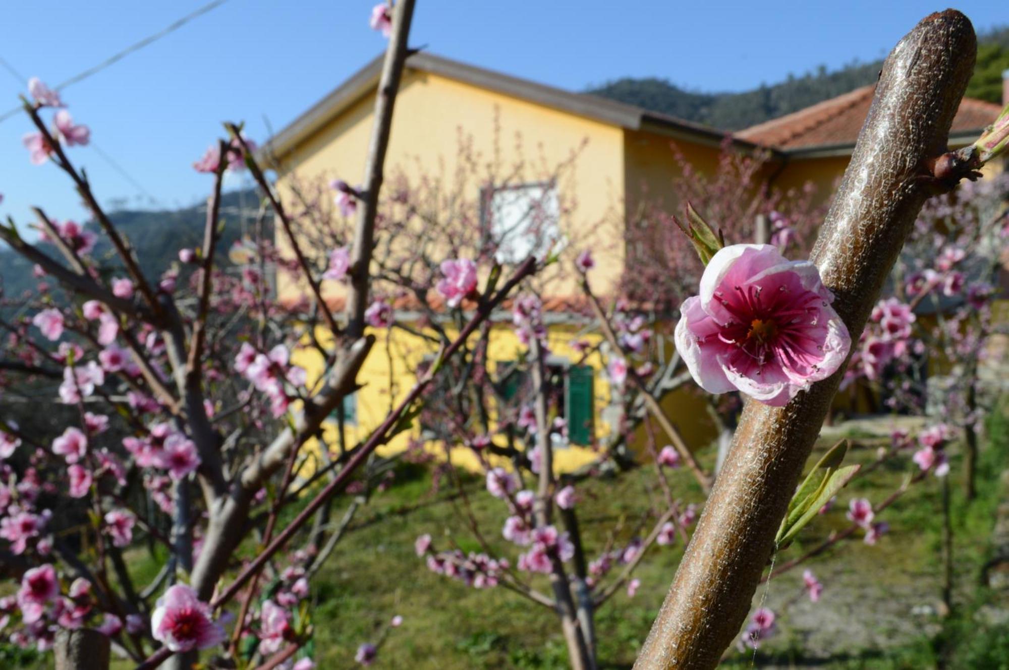 I Tre Grappoli Villa Corniglia Bagian luar foto